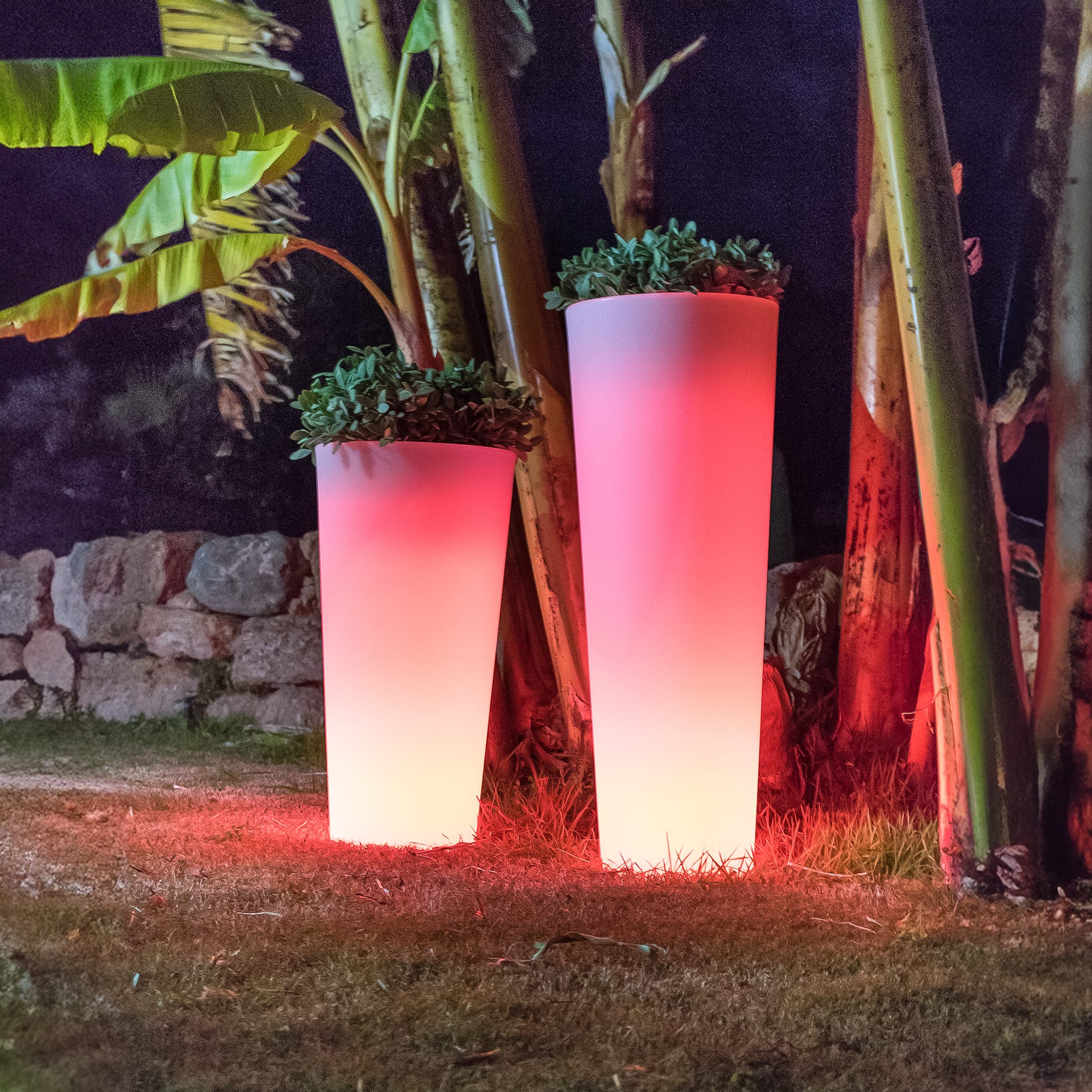 Ficus - Solar & Rechargeable